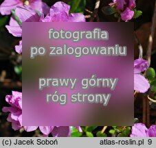 Rhododendron-Azalea ‘Sazava’