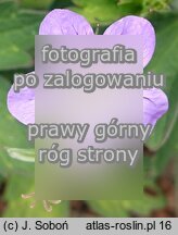 Geranium wlassovianum ‘Fay Anna’