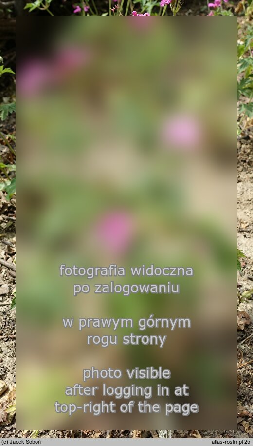 Geranium ×oxonianum Claridge Druce