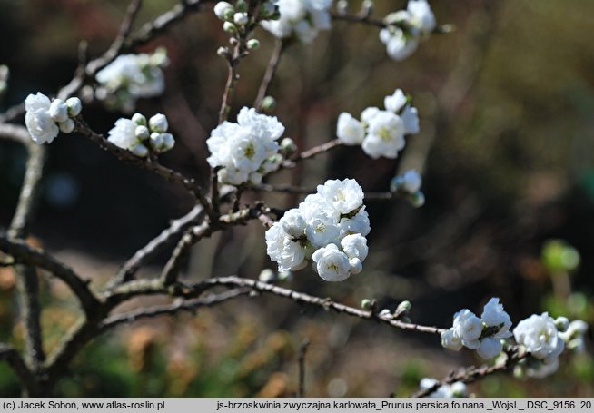 Persica vulgaris f. nana