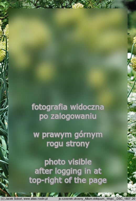 Allium obliquum (czosnek ukośny)