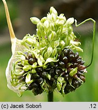 Allium vineale (czosnek winnicowy)