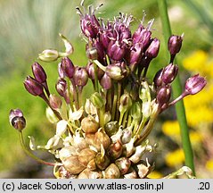 Allium vineale (czosnek winnicowy)