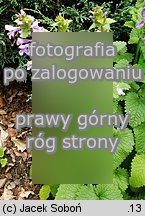 Stachys grandiflora