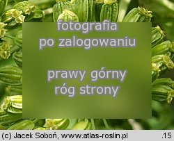 Angelica archangelica ssp. litoralis (dzięgiel litwor nadbrzeżny)