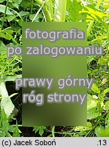 Angelica archangelica ssp. litoralis (dzięgiel litwor nadbrzeżny)