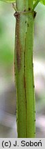 Hypericum maculatum (dziurawiec czteroboczny)