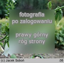 Campanula alliariifolia (dzwonek czosnaczkowaty)