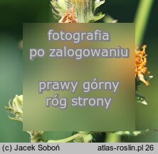 Picris hieracioides ssp. grandiflora (goryczel jastrzÄ™bcowaty wielkokwiatowy)