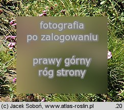 Dianthus carthusianorum ssp. saxigenus (goździk kartuzek skalny)