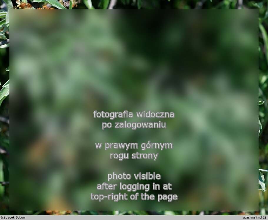 Pyrus salicifolia ‘Pendula’