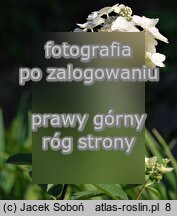 Hydrangea paniculata Mega Mindy