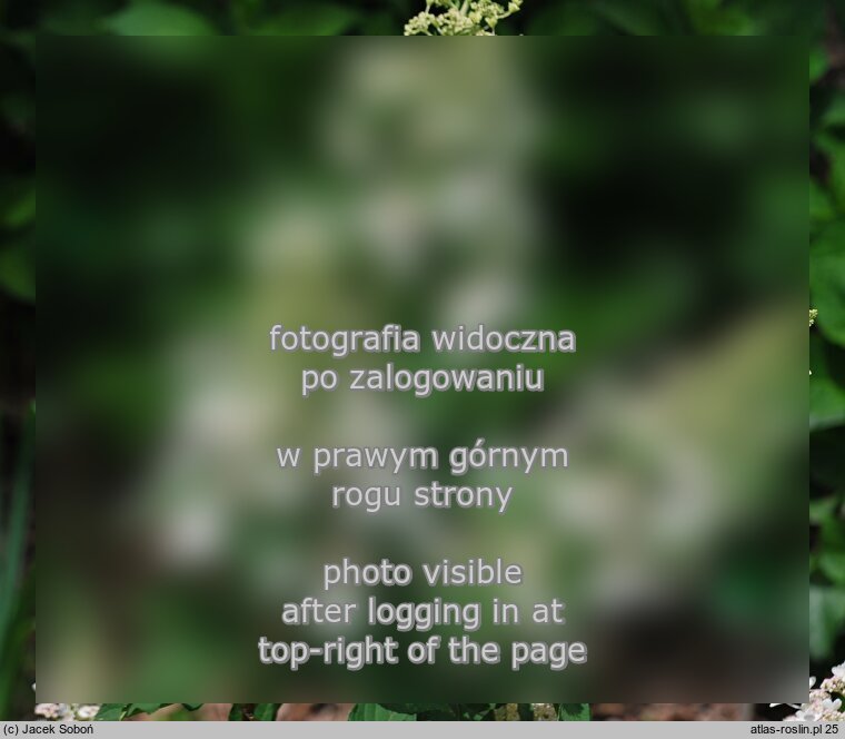 Hydrangea paniculata Pee Wee