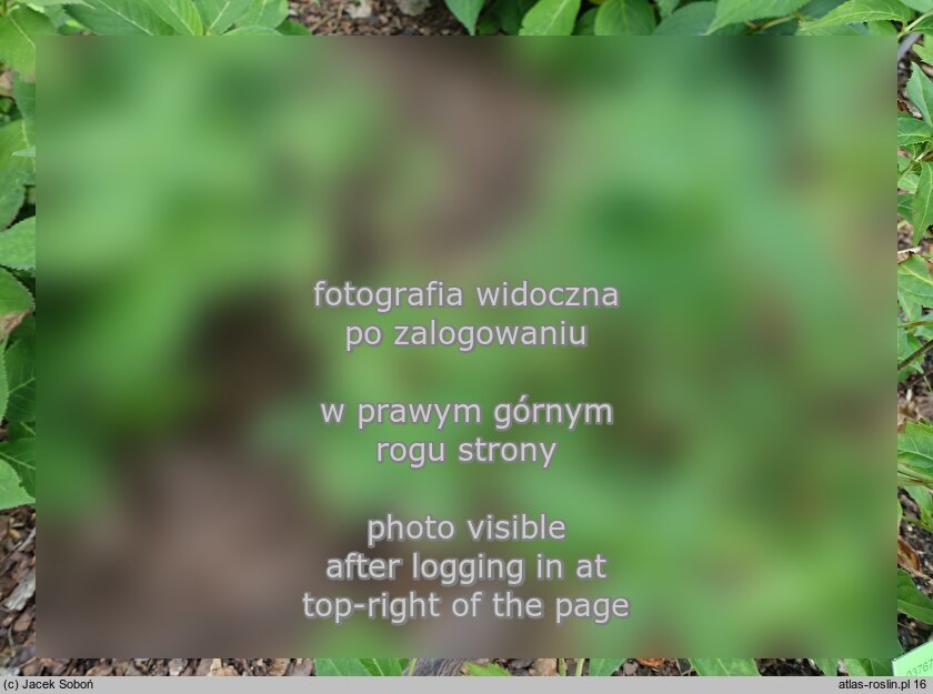 Hydrangea petiolaris Mine-no-yuki