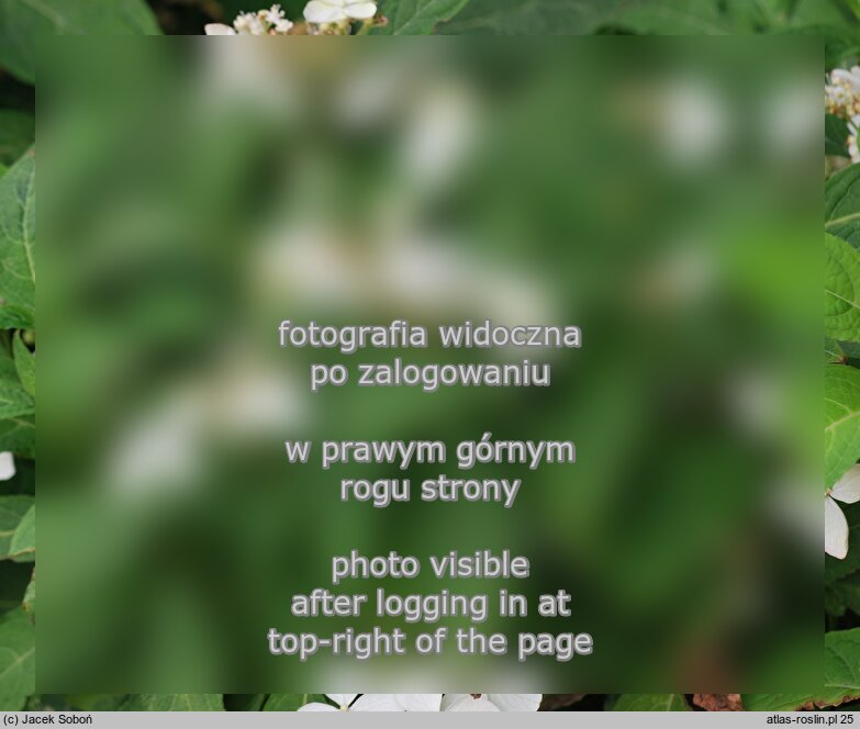 Hydrangea serrata var. yesoensis (hortensja jezoeńska)