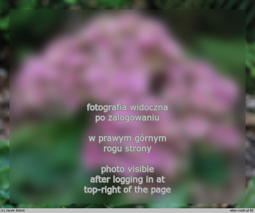 Hydrangea macrophylla Youmefive
