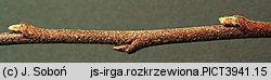 Cotoneaster divaricatus (irga rozkrzewiona)