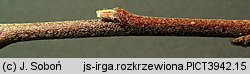 Cotoneaster divaricatus (irga rozkrzewiona)