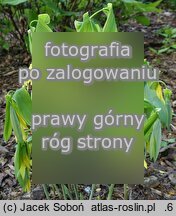 Uvularia grandiflora Variegata