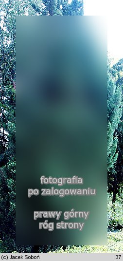 Cornus alternifolia (dereń skrętolistny)