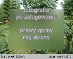 Sorbus vilmorinii (jarząb Vilmorina)