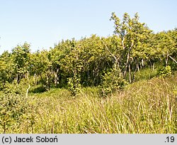jarząb pospolity górski (Sorbus aucuparia ssp. glabrata)