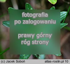 Ranunculus pseudomontanus (jaskier halny)