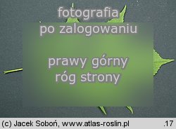 Fraxinus pennsylvanica (jesion pensylwaÅ„ski)