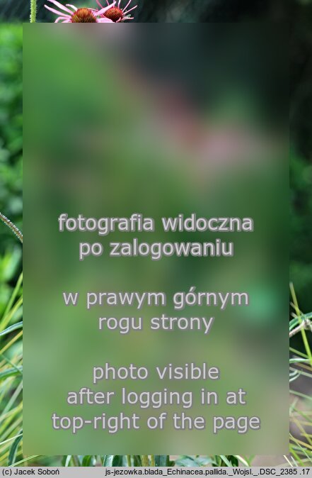 Echinacea pallida (jeżówka blada)