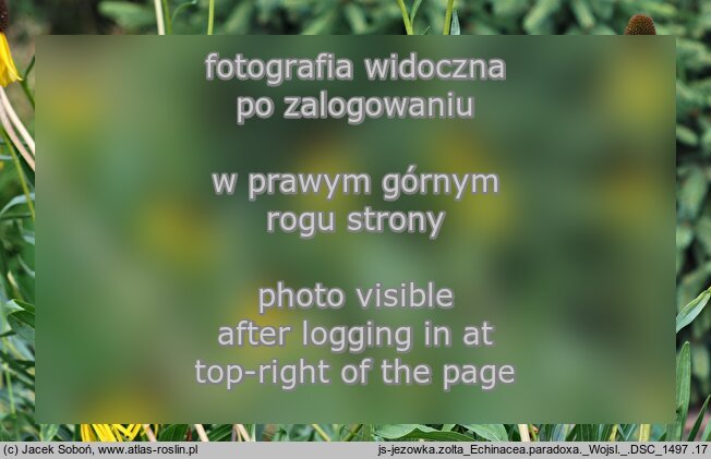 Echinacea paradoxa (jeżówka żółta)