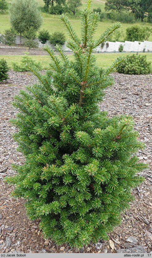 Abies nordmanniana Kulista
