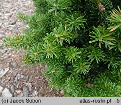 Abies nordmanniana Kulista