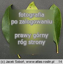 Kalmia latifolia (kalmia szerokolista)
