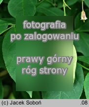 Staphylea trifolia (kÅ‚okoczka trÃ³jlistna)