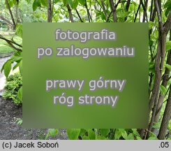 Staphylea trifolia (kÅ‚okoczka trÃ³jlistna)