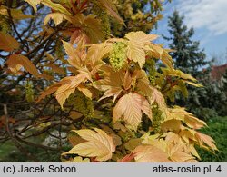 Acer pseudoplatanus Brilliantissimum