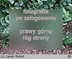 Polygonatum ×hybridum ‘Striatum’ (kokoryczka ogrodowa)
