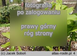Polygonatum hirtum (kokoryczka szerokolistna)