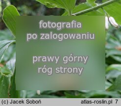Polygonatum latifolium (kokoryczka szerokolistna)