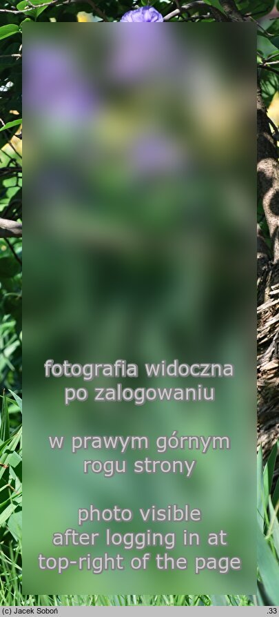 Iris germanica ssp. germanica var. florentina (kosaciec florentyński)