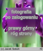 Iris setosa (kosaciec szczecinkowy)