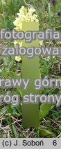 Dactylorhiza sambucina (kukułka bzowa)