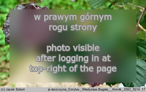 Corylus ×colurnoides ‘Władysław Bugała’