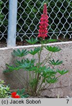 Lupinus hybridus (łubin ogrodowy)