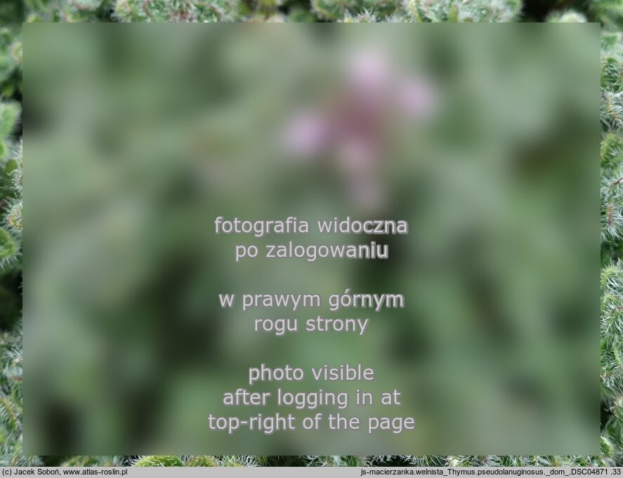 Thymus pseudolanuginosus (macierzanka wełnista)