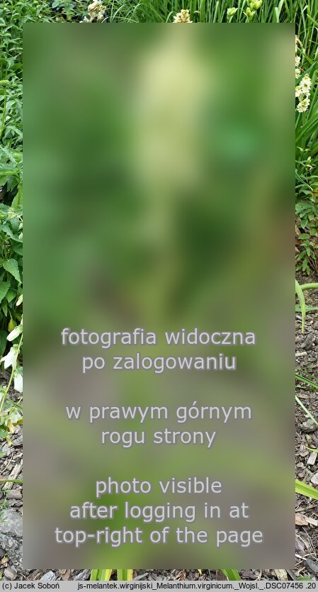 Melanthium virginicum (melantek wirginijski)
