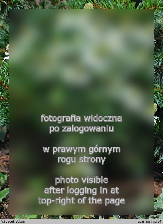 Eryngium giganteum (mikoÅ‚ajek olbrzymi)