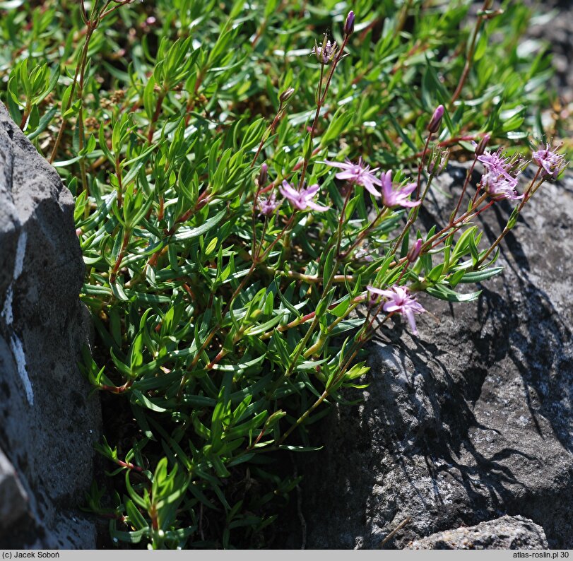 Arenaria purpurascens