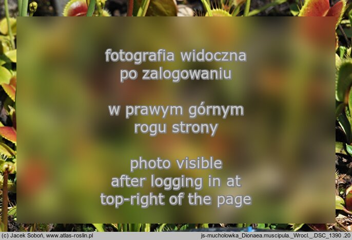 Dionaea muscipula (muchołówka amerykańska)