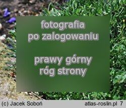 Saponaria ×olivana (mydlnica oliwska)